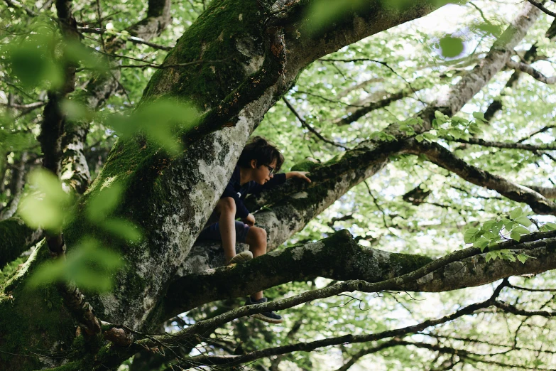 a young person climbing up in a tree