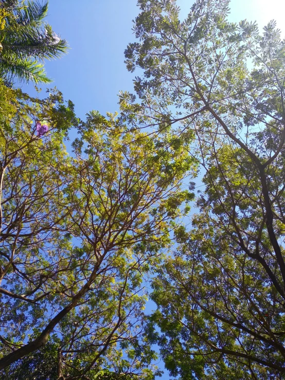 a view of the tops of trees against a blue sky