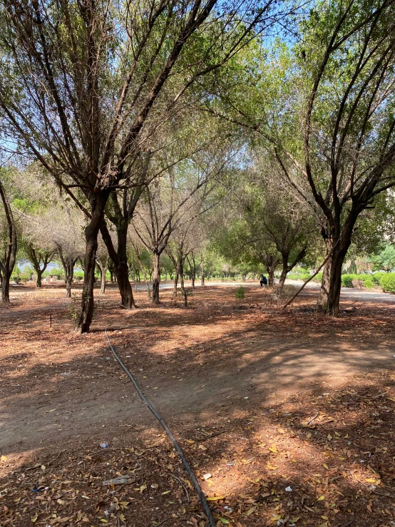 a walk way in the middle of some trees