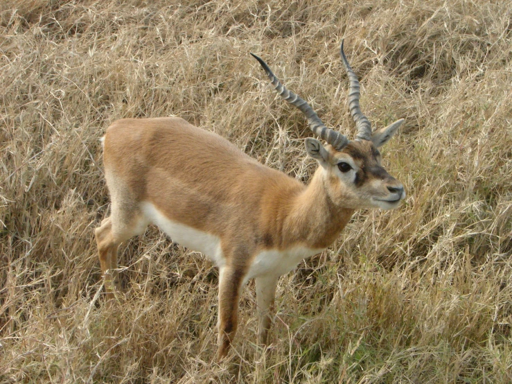 an antelope walking through a dry grass plain