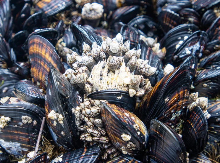 the shells of a mussel with moss growing on them