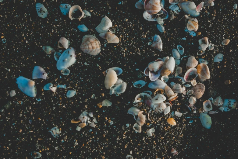 a variety of sea shells are shown on the beach