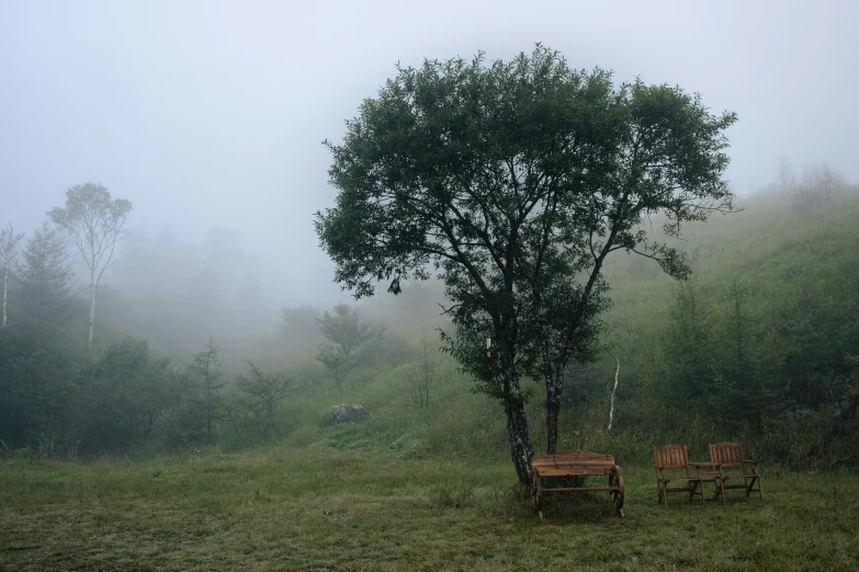 two empty benches under a tree in a foggy field