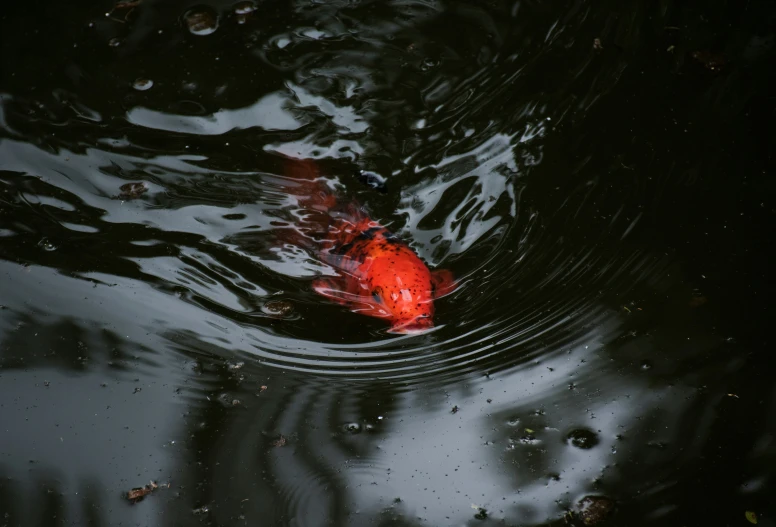 a fish floating in the water with its head above water