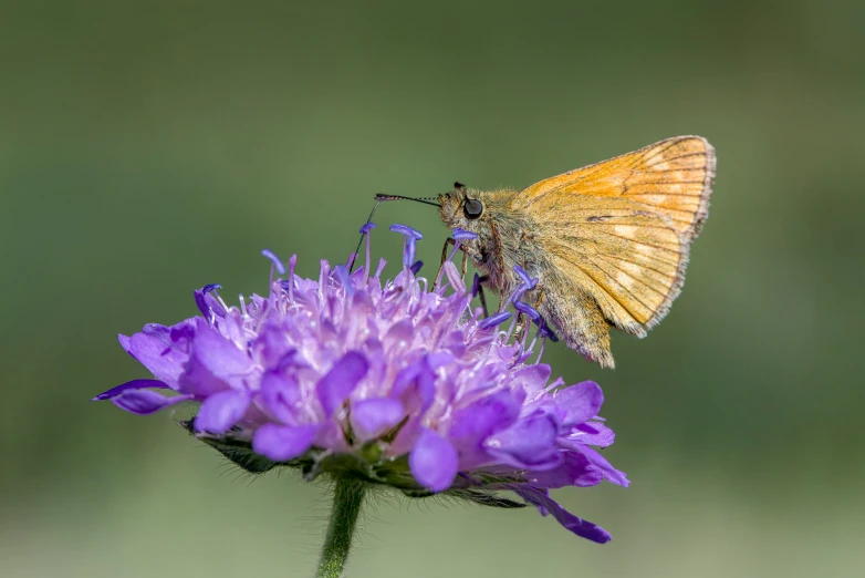 a yellow erfly sitting on a purple flower