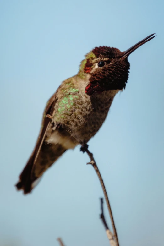 the hummingbird is perched on top of a t tree