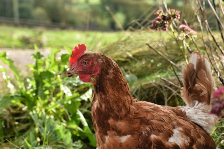 a close up of a hen in a field with a tree