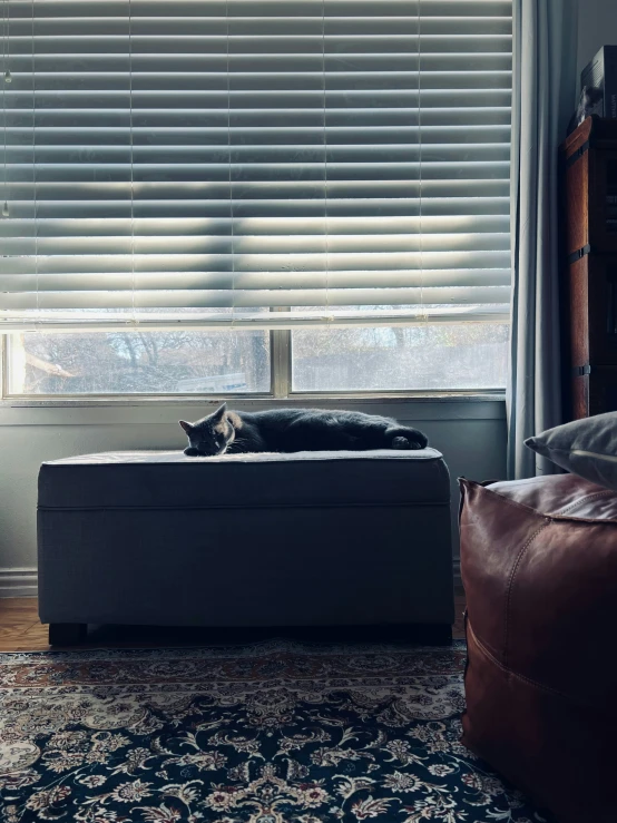 a cat is sleeping on a ottoman in front of a window