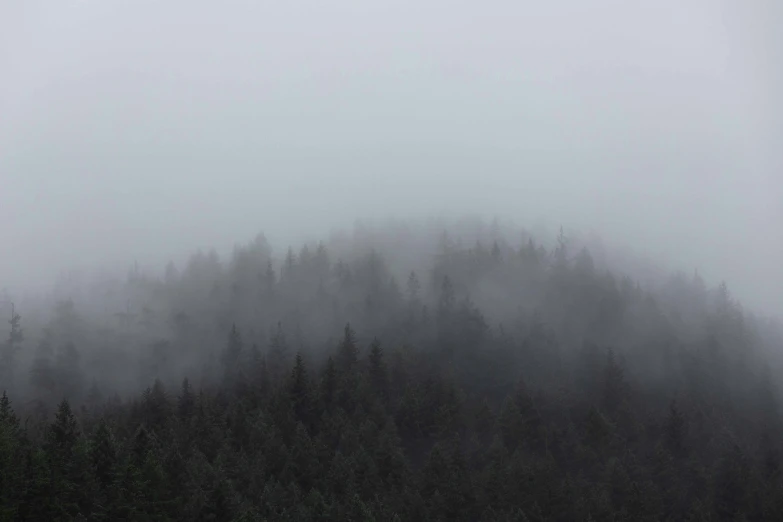 a forested area with tall and very thick trees