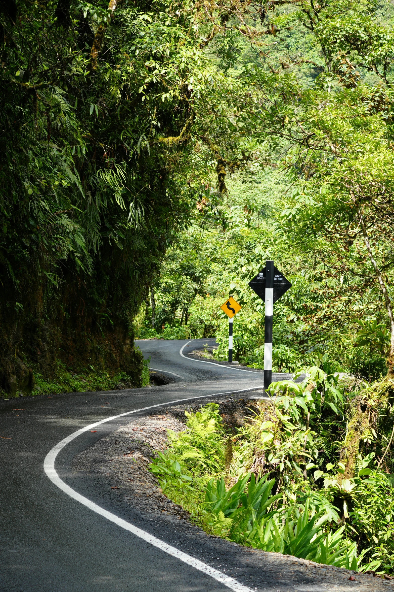 a winding road with green trees on either side
