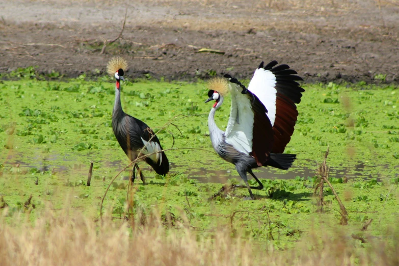 two birds walk through some grass in the middle of the marsh