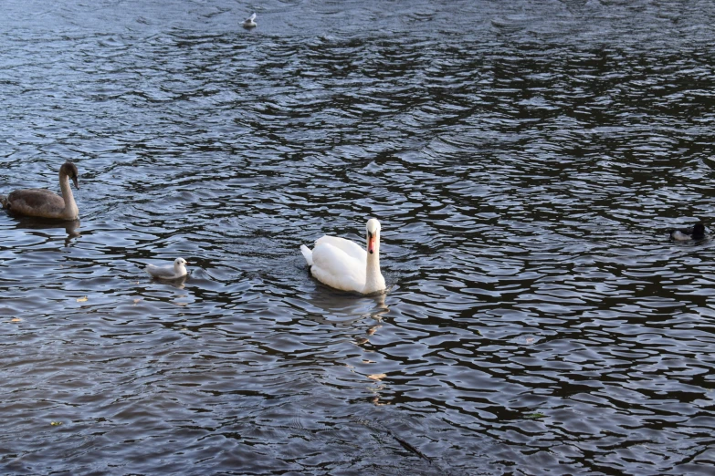 a group of birds swimming in the water