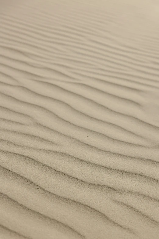 a small bird in the sand near a plant