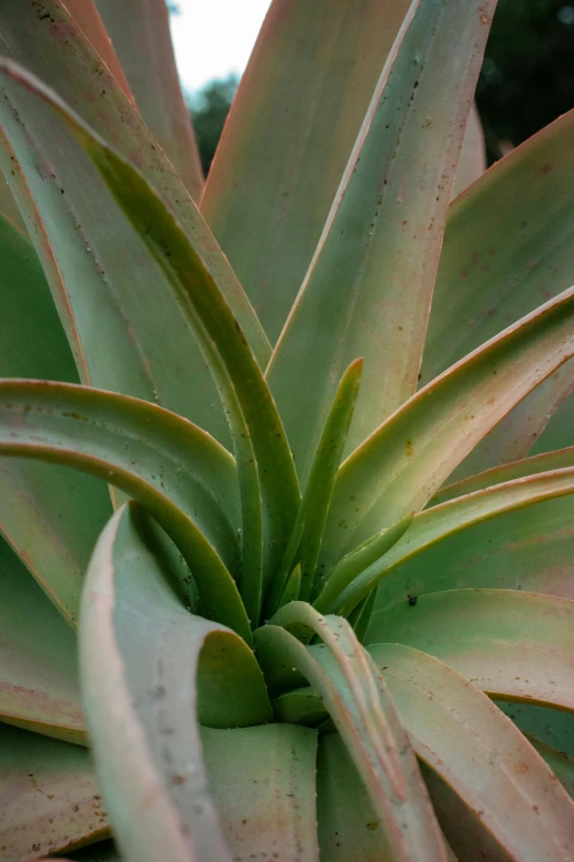 a succulent plant with long, thin stems