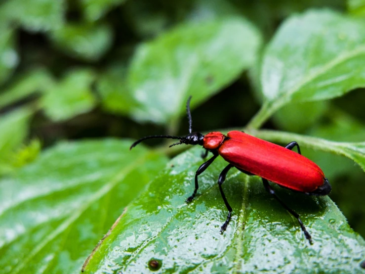 an insect with very large red body sitting on a green leaf