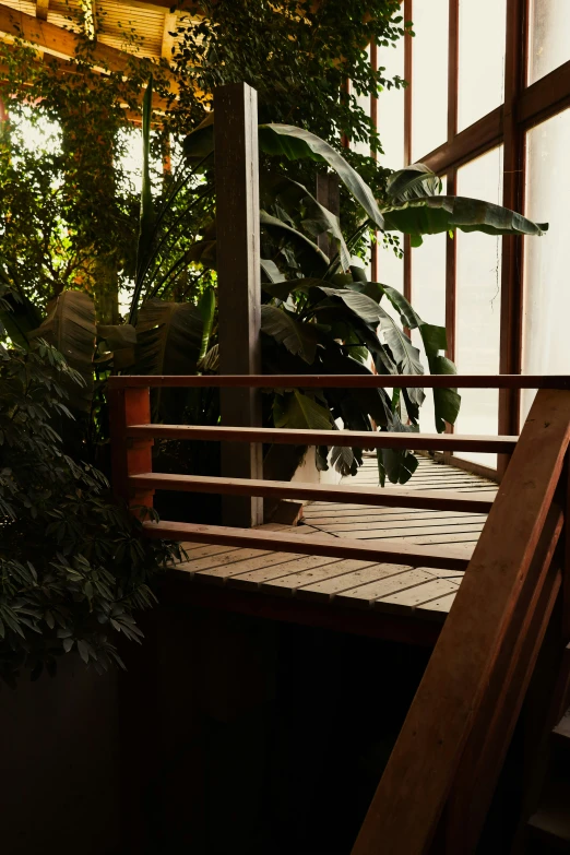 an uplighting room with various plants and a wooden railing