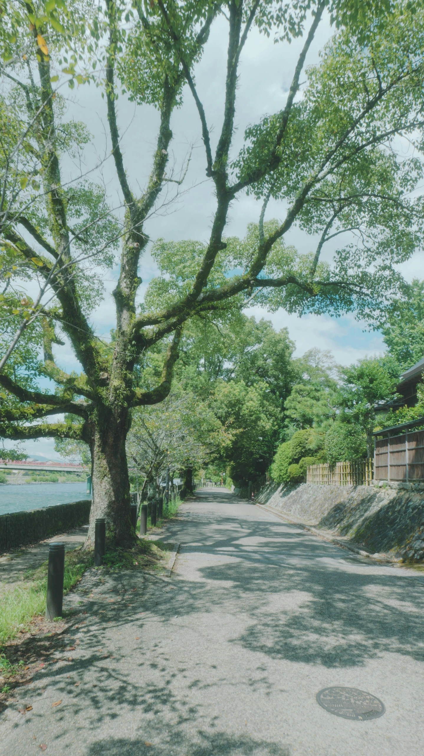 a tree growing over the pathway to the lodge