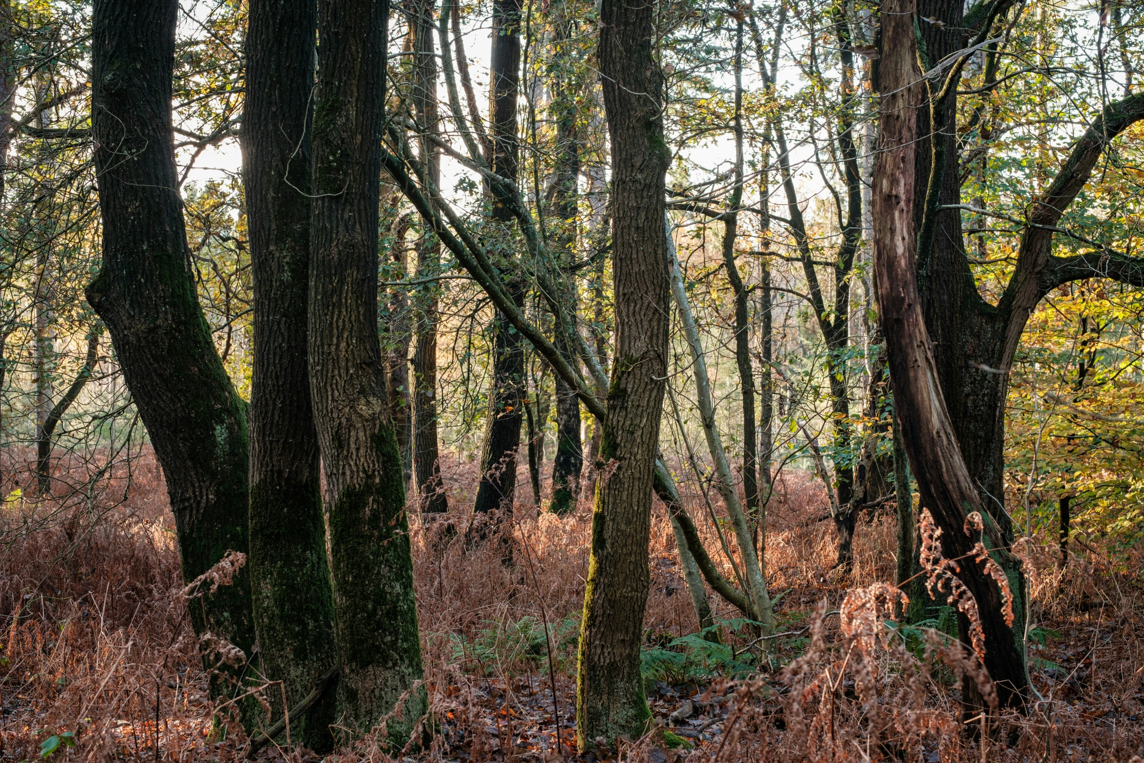 a forest is filled with tall trees in the fall