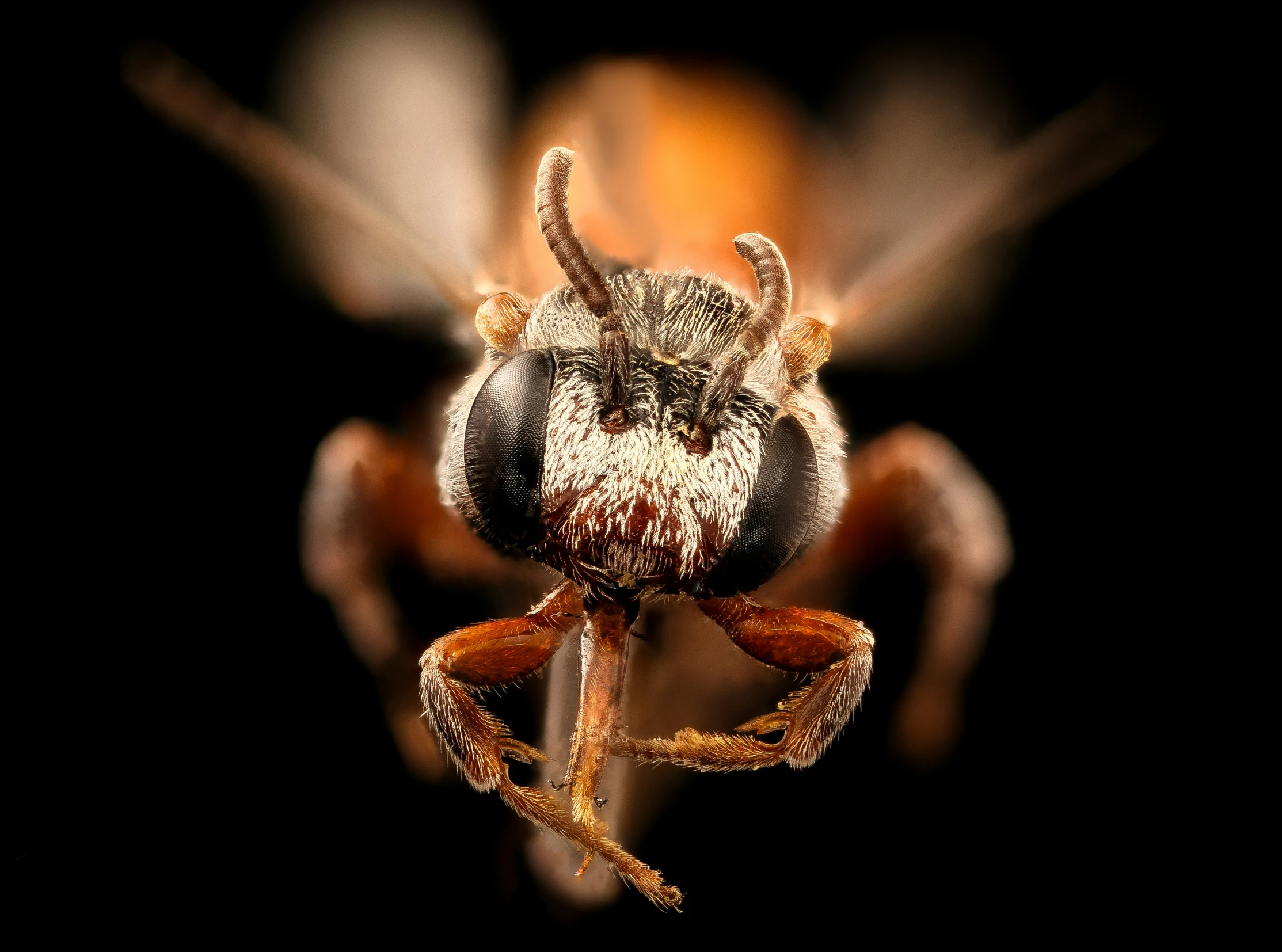 a insect with large eyes is shown with the background black