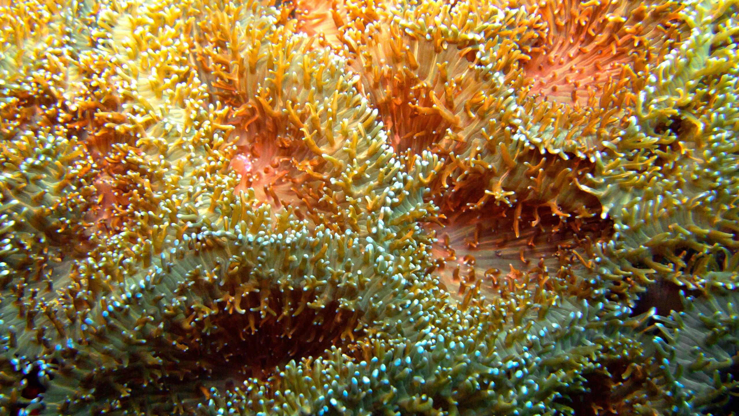 colorful corals on a reef are spiky and vint