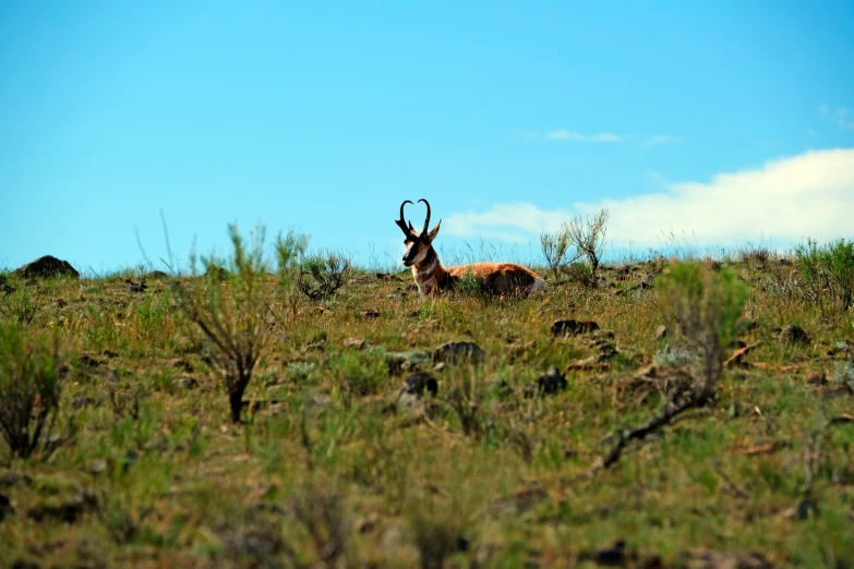 a gazelle in a grassy field with long horns