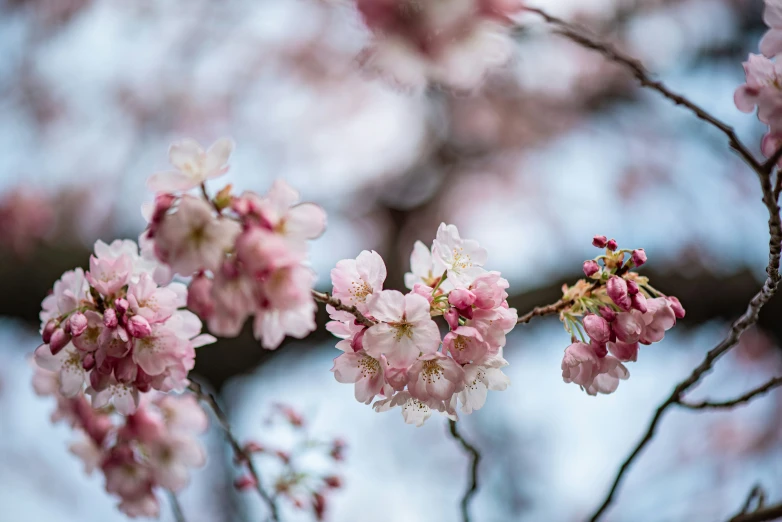 the small pink flowers are blooming on the tree