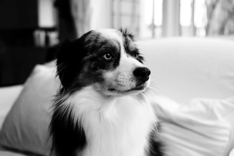 a dog that is sitting on a couch looking up