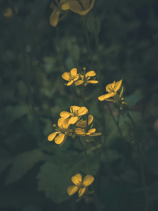 a group of yellow flowers on top of a field