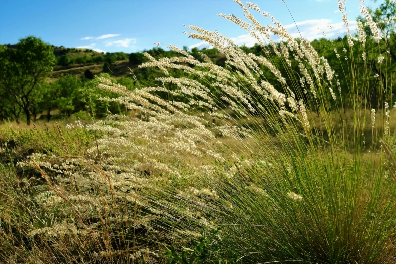 a grassy field with trees in the background