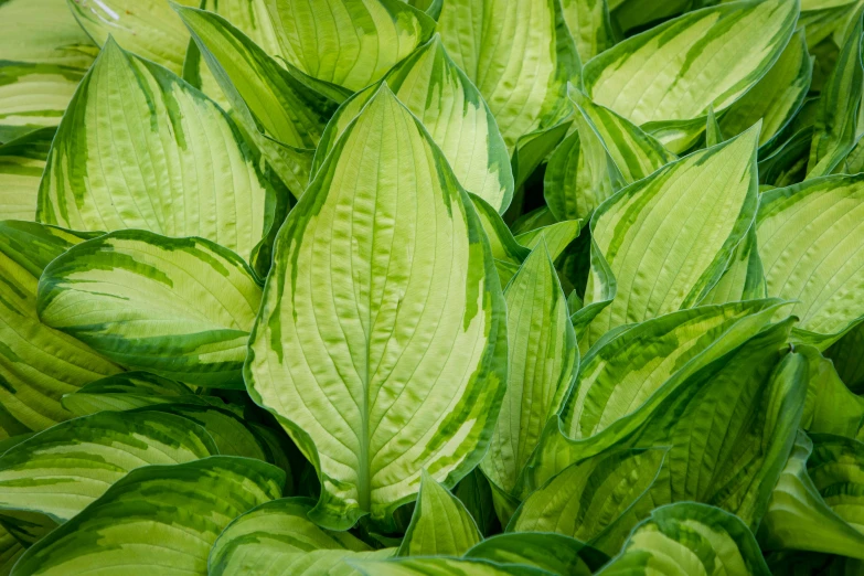 a cluster of leaves that look like green plants