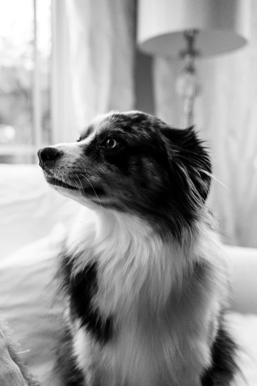 a dog sitting in a living room next to a couch