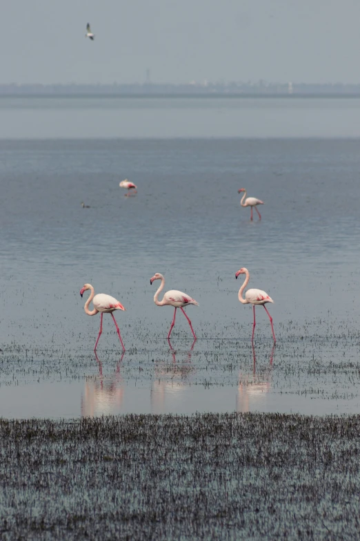four flamingos stand in shallow water next to the shore