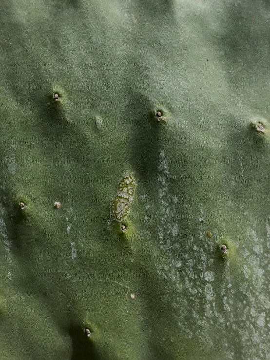 several different kinds of plant life in the sand