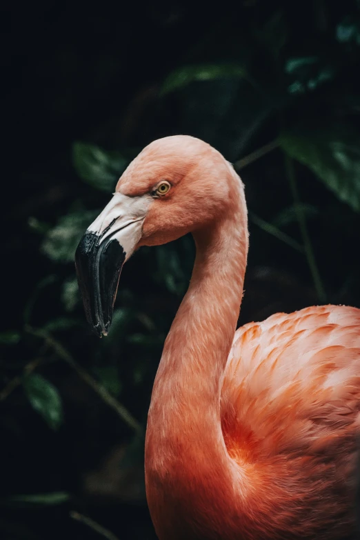 a close up of a pink flamingo in the sun