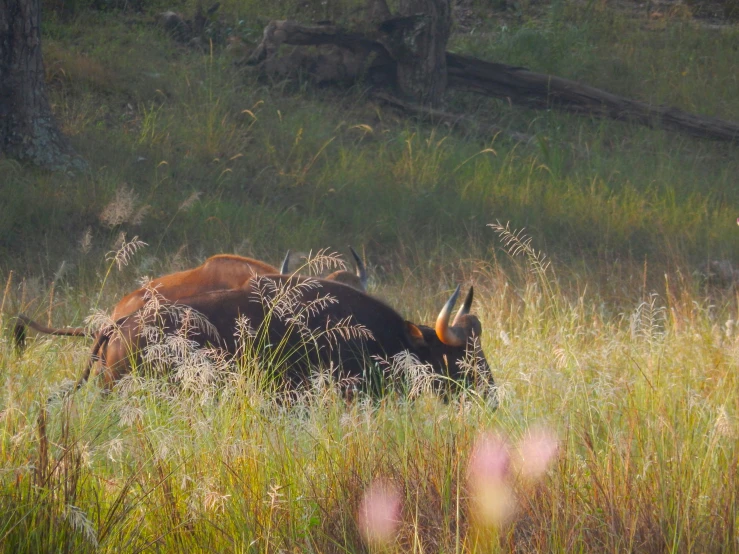 two horned animals are laying in the grass