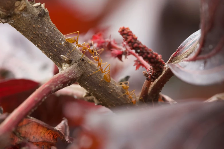 a close up of a small insect on the end of a tree nch