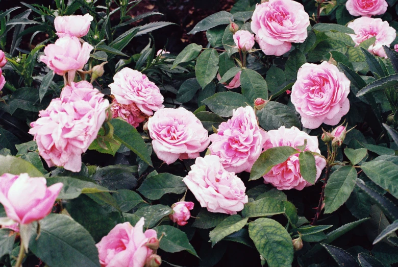 the flowers are blooming very large and green