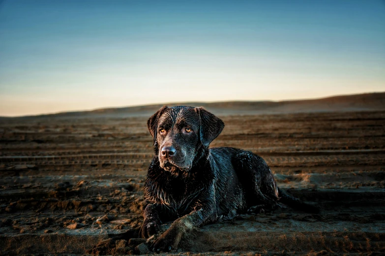 the dog is covered in a lot of water