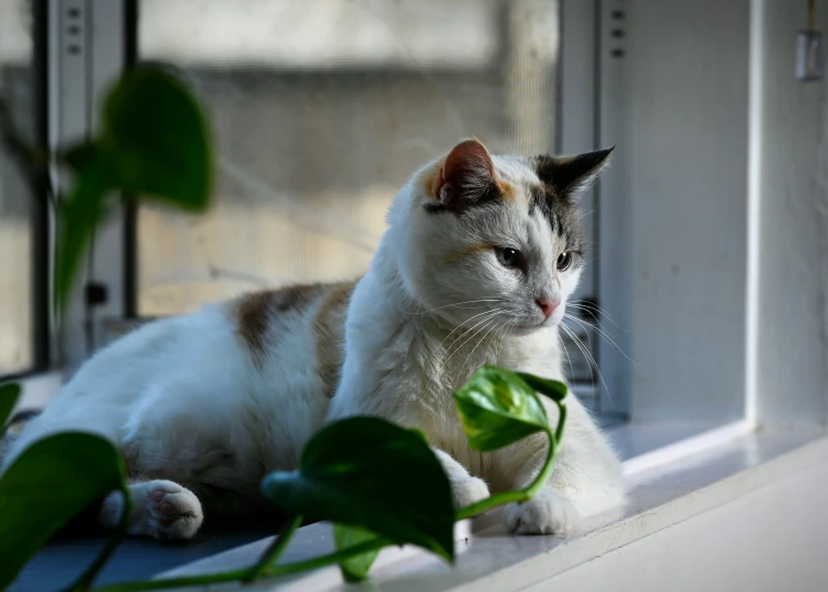 a cat sitting on a window sill next to some plants