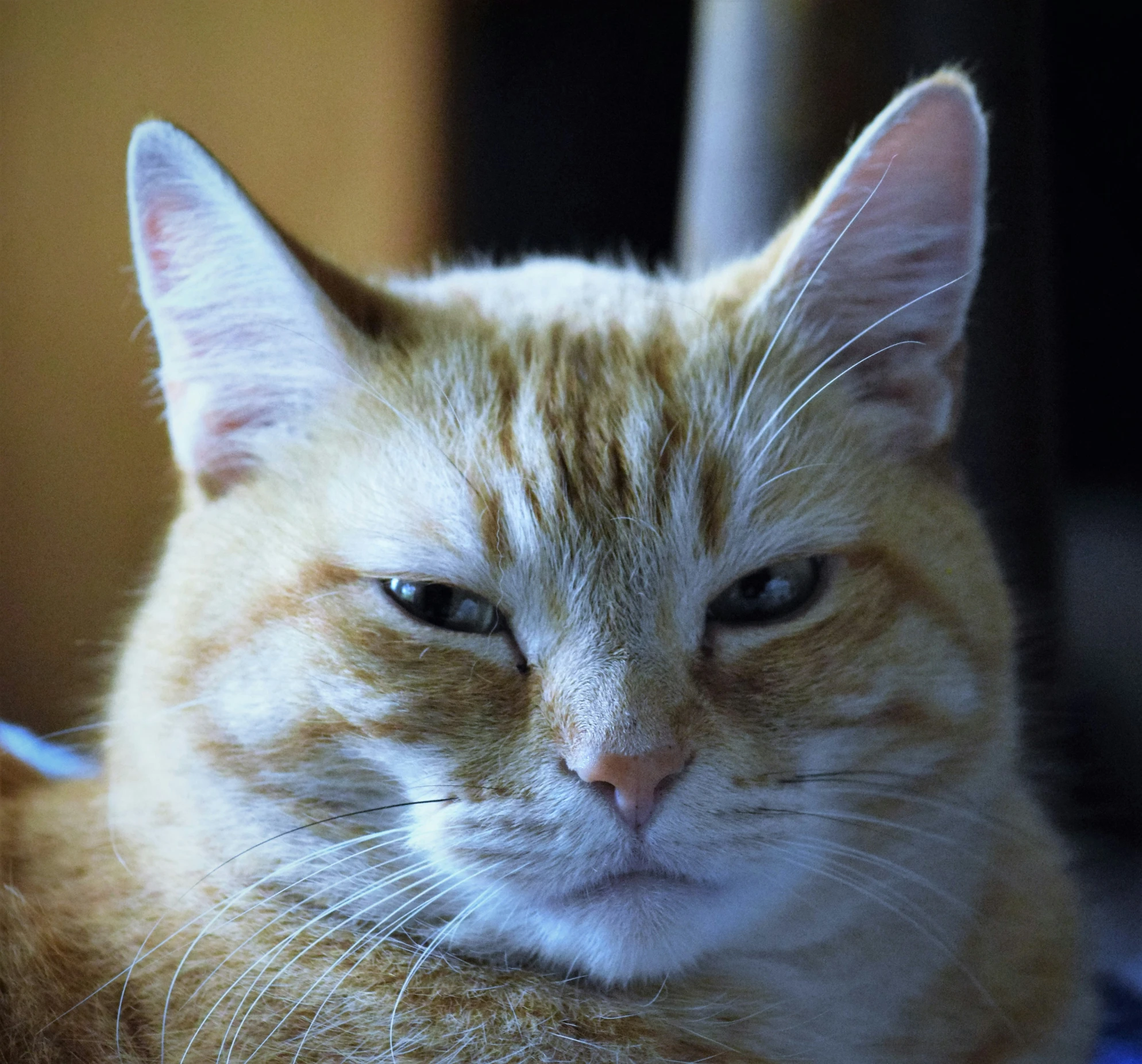 a cat with one eye looking into the camera