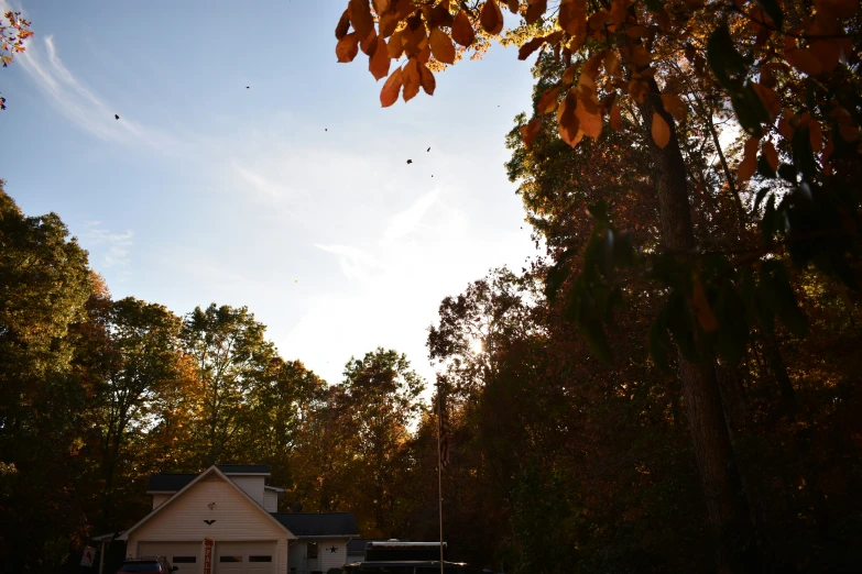 several birds flying near a home in the woods