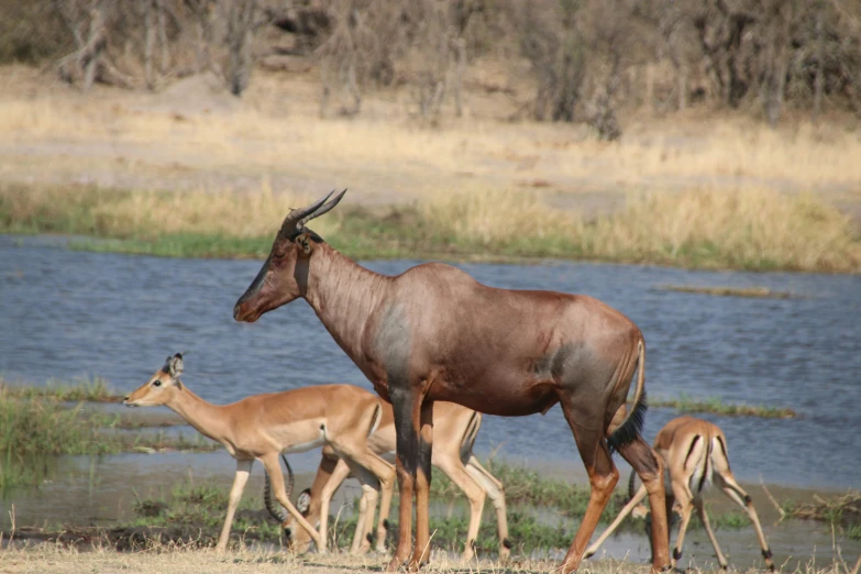 antelope walking next to their offspring along a lake