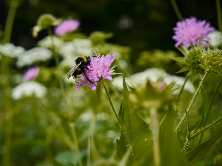 a bee on top of a purple flower in the grass