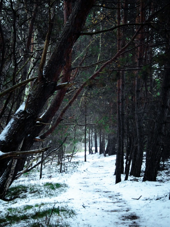 a path going through the woods covered in snow