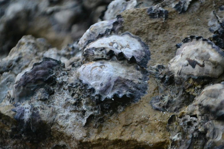 a rock covered in lots of different rocks