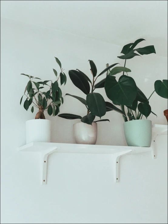 three potted plants are placed on a white shelf