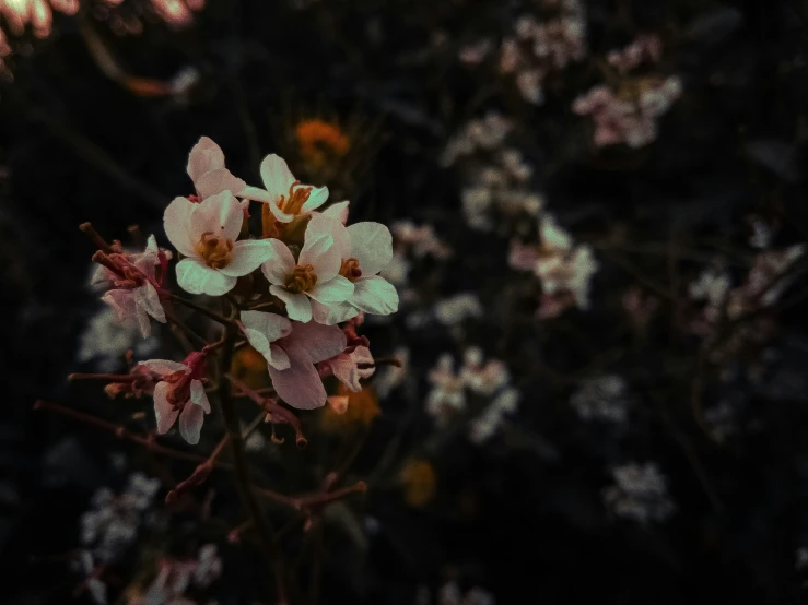 a flower with pink and white flowers is in motion