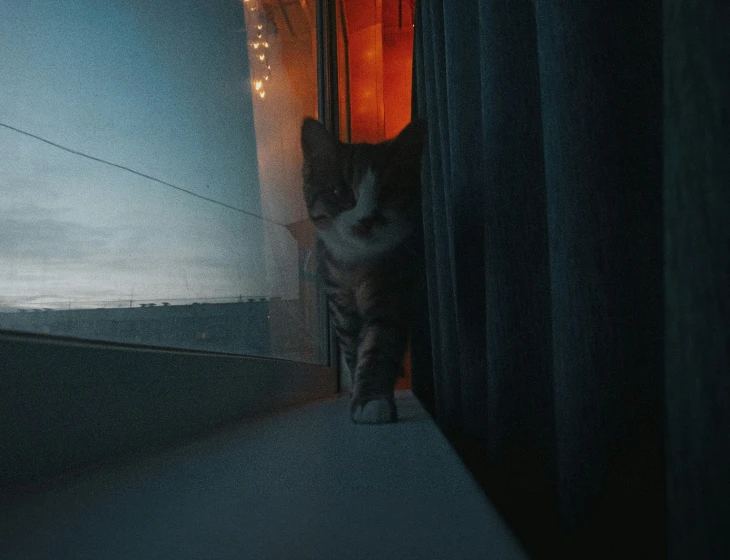 a cat standing by a window in a house at night