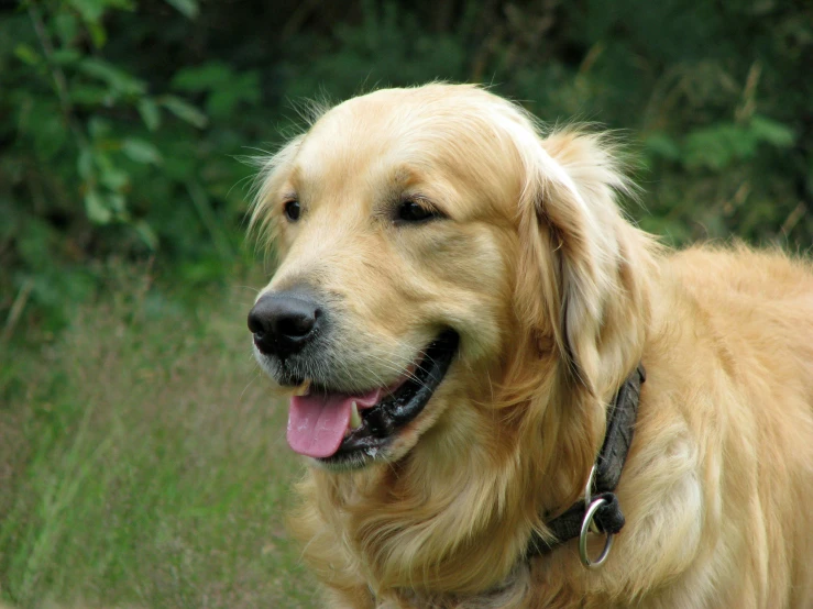 a dog that is sitting in the grass