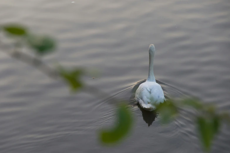 a single white and gray bird floating on top of water
